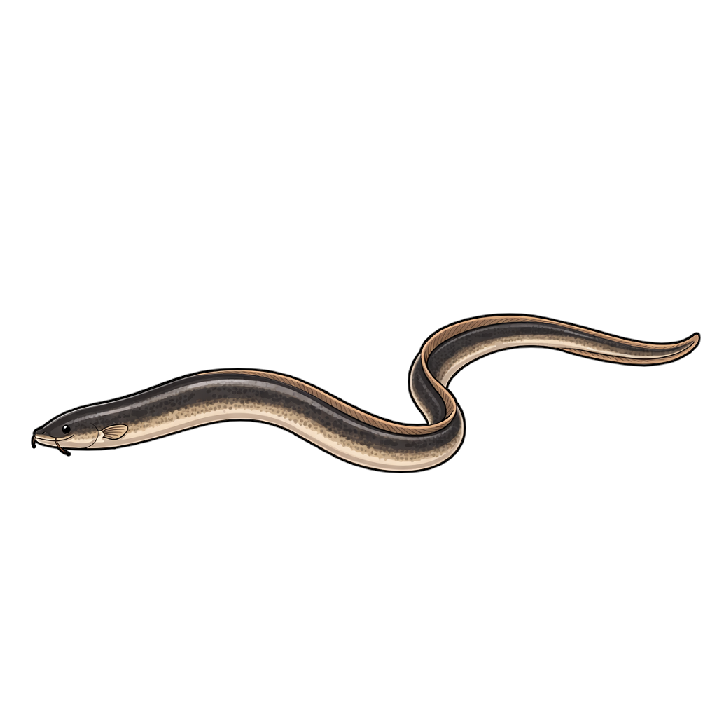 eel ウナギのイラスト