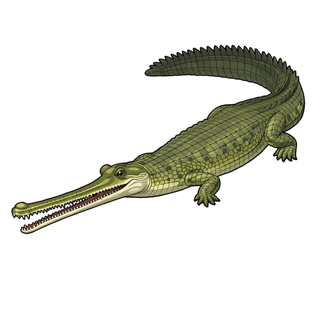 indian_gharial インドガビアルのイラスト