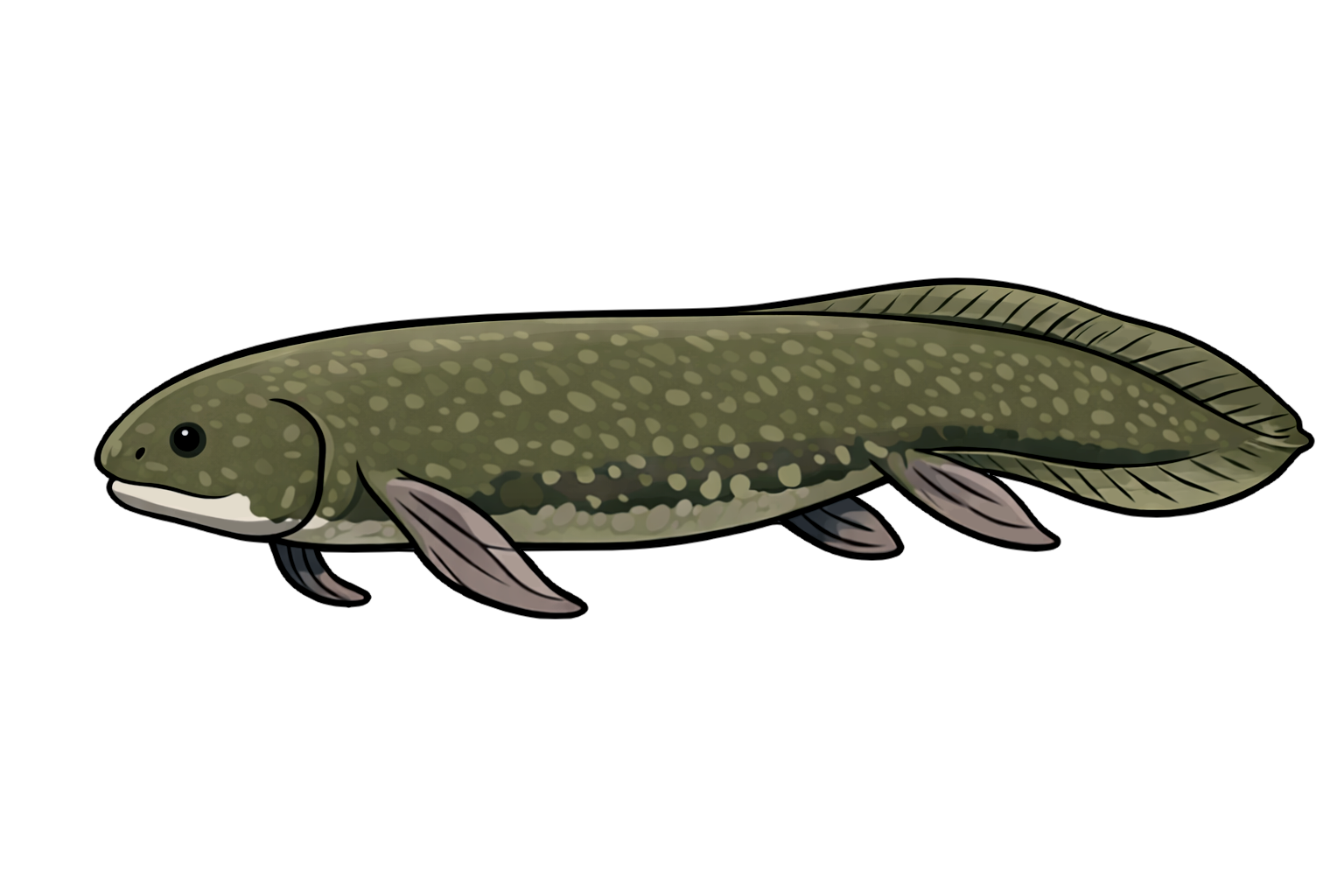 lungfish ハイギョ（肺魚）のイラスト