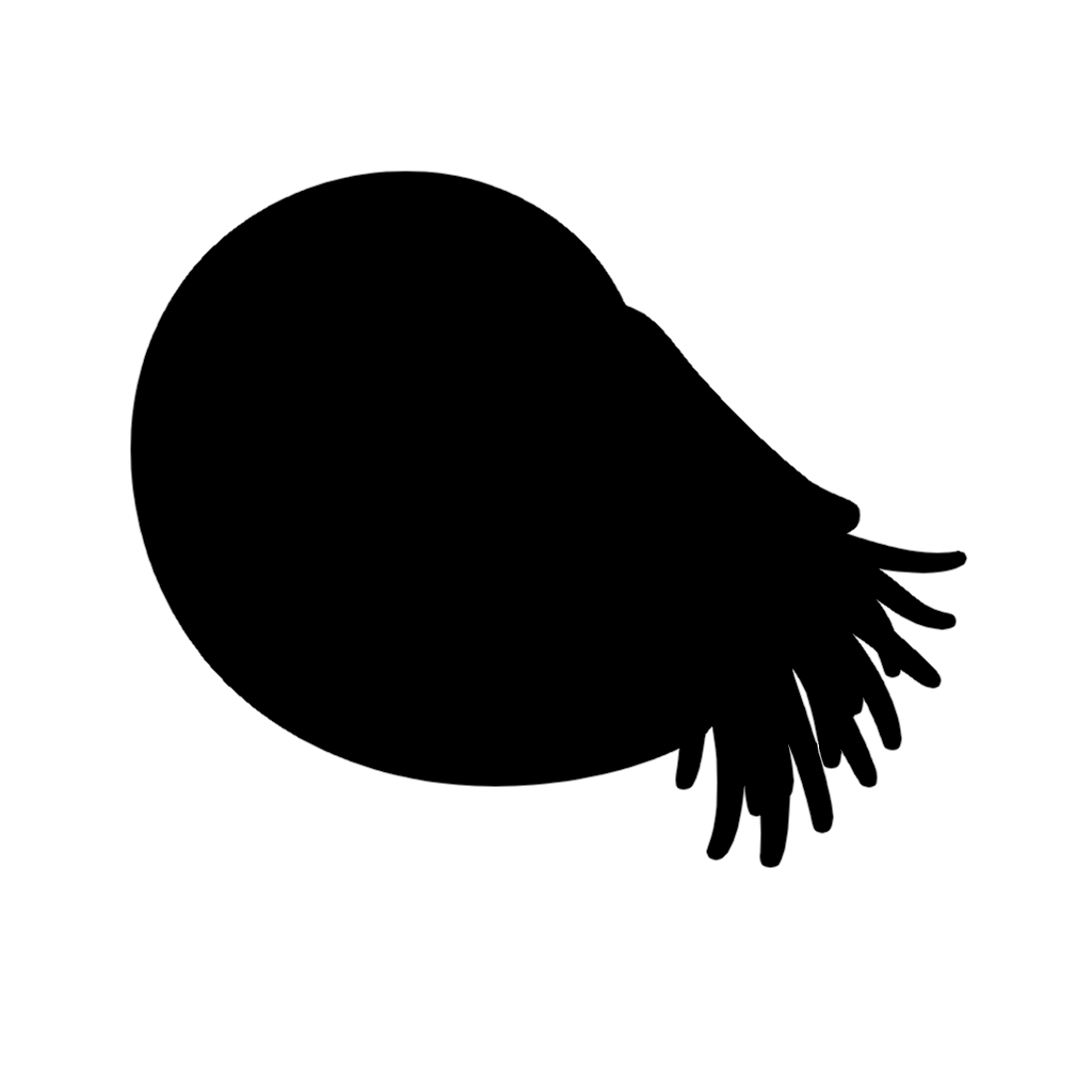 nautilus オウムガイのイラストのシルエット